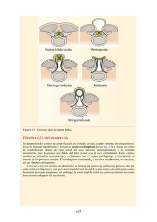 Figura 2-9 Diversos tipos de espina bífida.
Finalización del desarrollo
Se desarrollan dos centros de condrificación en el medio de cada cuerpo vertebral mesenquimatoso.
Estos se fusionan rápidamente y forman un centro cartilaginoso (véase fig. 2-6C). Surge un centro
de condrificación dentro de cada mitad del arco neuronal mesenquimatoso y se extiende
dorsalmente para fusionarse por detrás del tubo neural con el arco contralateral. Estos centros
también se extienden ventralmente y se fusionan con el centro cartilaginoso y lateralmente al
interior de los procesos costales. El mesénquima condensado, o vértebra membranosa, se convierte,
así, en vértebra cartilaginosa.
Cerca de la novena semana del desarrollo, se forman los centros de osificación primara: dos por
cada centro cartilaginoso y uno por cada mitad del arco neural. Los dos centros de osificación suelen
fusionarse en etapas tempranas; sin embargo, la unión total de todos los centros primarios no ocurre
hasta semanas después del nacimiento.
107
 