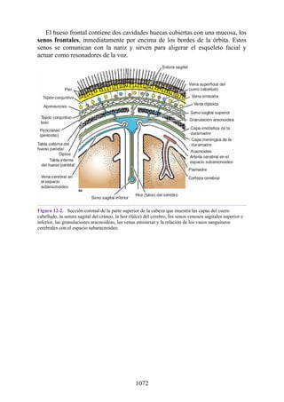 ANATOMIA SNELL 10MA EDICION ESPAÑOL.pdf