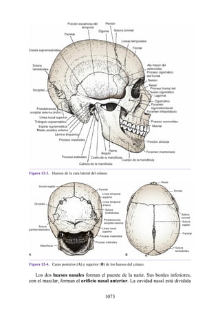 ANATOMIA SNELL 10MA EDICION ESPAÑOL.pdf