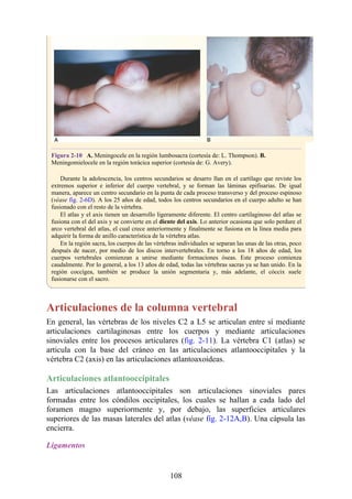 Figura 2-10 A. Meningocele en la región lumbosacra (cortesía de: L. Thompson). B.
Meningomielocele en la región torácica superior (cortesía de: G. Avery).
Durante la adolescencia, los centros secundarios se desarro llan en el cartílago que reviste los
extremos superior e inferior del cuerpo vertebral, y se forman las láminas epifisarias. De igual
manera, aparece un centro secundario en la punta de cada proceso transverso y del proceso espinoso
(véase fig. 2-6D). A los 25 años de edad, todos los centros secundarios en el cuerpo adulto se han
fusionado con el resto de la vértebra.
El atlas y el axis tienen un desarrollo ligeramente diferente. El centro cartilaginoso del atlas se
fusiona con el del axis y se convierte en el diente del axis. Lo anterior ocasiona que solo perdure el
arco vertebral del atlas, el cual crece anteriormente y finalmente se fusiona en la línea media para
adquirir la forma de anillo característica de la vértebra atlas.
En la región sacra, los cuerpos de las vértebras individuales se separan las unas de las otras, poco
después de nacer, por medio de los discos intervertebrales. En torno a los 18 años de edad, los
cuerpos vertebrales comienzan a unirse mediante formaciones óseas. Este proceso comienza
caudalmente. Por lo general, a los 13 años de edad, todas las vértebras sacras ya se han unido. En la
región coccígea, también se produce la unión segmentaria y, más adelante, el cóccix suele
fusionarse con el sacro.
Articulaciones de la columna vertebral
En general, las vértebras de los niveles C2 a L5 se articulan entre sí mediante
articulaciones cartilaginosas entre los cuerpos y mediante articulaciones
sinoviales entre los procesos articulares (fig. 2-11). La vértebra C1 (atlas) se
articula con la base del cráneo en las articulaciones atlantooccipitales y la
vértebra C2 (axis) en las articulaciones atlantoaxoideas.
Articulaciones atlantooccipitales
Las articulaciones atlantooccipitales son articulaciones sinoviales pares
formadas entre los cóndilos occipitales, los cuales se hallan a cada lado del
foramen magno superiormente y, por debajo, las superficies articulares
superiores de las masas laterales del atlas (véase fig. 2-12A,B). Una cápsula las
encierra.
Ligamentos
108
 