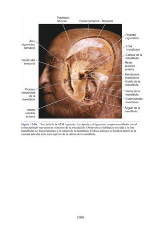 ANATOMIA SNELL 10MA EDICION ESPAÑOL.pdf
