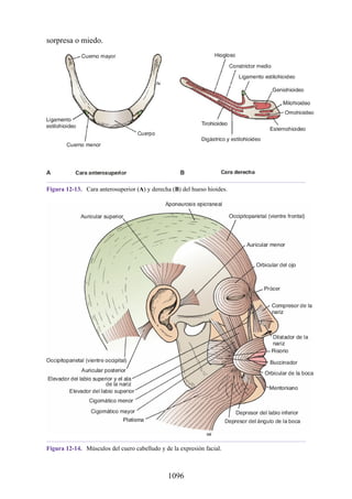 ANATOMIA SNELL 10MA EDICION ESPAÑOL.pdf
