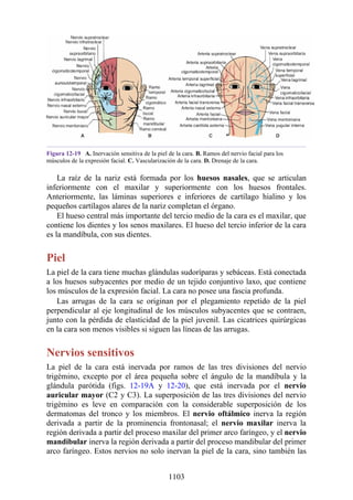 ANATOMIA SNELL 10MA EDICION ESPAÑOL.pdf