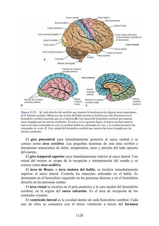 ANATOMIA SNELL 10MA EDICION ESPAÑOL.pdf