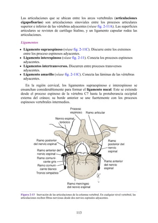 Las articulaciones que se ubican entre los arcos vertebrales (articulaciones
cigapofisarias) son articulaciones sinoviales entre los procesos articulares
superior e inferior de las vértebras adyacentes (véase fig. 2-11A). Las superficies
articulares se revisten de cartílago hialino, y un ligamento capsular rodea las
articulaciones.
Ligamentos
Ligamento supraespinoso (véase fig. 2-11C). Discurre entre los extremos
entre los proceso espinosos adyacentes.
Ligamento interespinoso (véase fig. 2-11). Conecta los procesos espinosos
adyacentes.
Ligamentos intertransversos. Discurren entre procesos transversos
adyacentes.
Ligamento amarillo (véase fig. 2-11C). Conecta las láminas de las vértebras
adyacentes.
En la región cervical, los ligamentos supraespinoso e interespinoso se
ensanchan considerablemente para formar el ligamento nucal. Este se extiende
desde el proceso espinoso de la vértebra C7 hasta la protuberancia occipital
externa del cráneo; su borde anterior se une fuertemente con los procesos
espinosos vertebrales intermedios.
Figura 2-13 Inervación de las articulaciones de la columna vertebral. En cualquier nivel vertebral, las
articulaciones reciben fibras nerviosas desde dos nervios espinales adyacentes.
113
 
