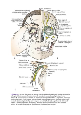 ANATOMIA SNELL 10MA EDICION ESPAÑOL.pdf