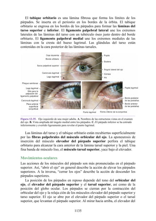 ANATOMIA SNELL 10MA EDICION ESPAÑOL.pdf