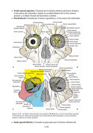ANATOMIA SNELL 10MA EDICION ESPAÑOL.pdf