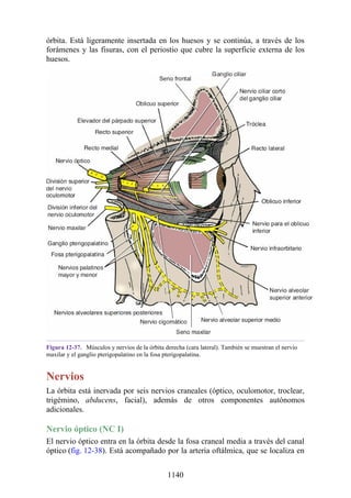 ANATOMIA SNELL 10MA EDICION ESPAÑOL.pdf