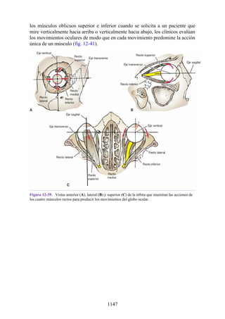 ANATOMIA SNELL 10MA EDICION ESPAÑOL.pdf