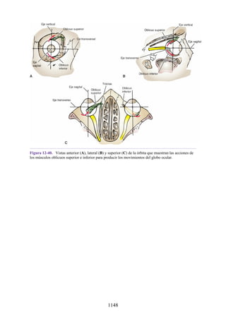 ANATOMIA SNELL 10MA EDICION ESPAÑOL.pdf