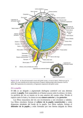 ANATOMIA SNELL 10MA EDICION ESPAÑOL.pdf