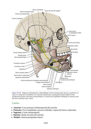 ANATOMIA SNELL 10MA EDICION ESPAÑOL.pdf