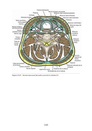 ANATOMIA SNELL 10MA EDICION ESPAÑOL.pdf