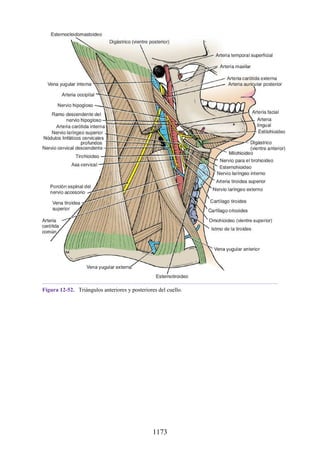 ANATOMIA SNELL 10MA EDICION ESPAÑOL.pdf