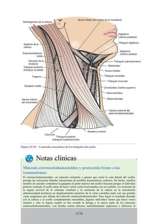 ANATOMIA SNELL 10MA EDICION ESPAÑOL.pdf