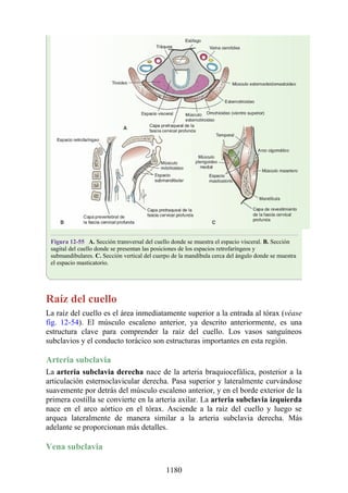 ANATOMIA SNELL 10MA EDICION ESPAÑOL.pdf