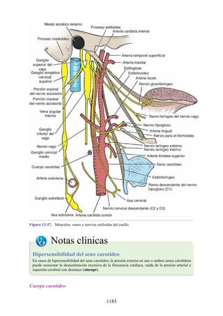 ANATOMIA SNELL 10MA EDICION ESPAÑOL.pdf