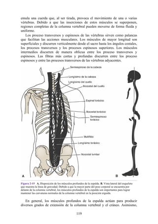 emula una cuerda que, al ser tirada, provoca el movimiento de una o varias
vértebras. Debido a que las inserciones de estos músculos se superponen,
regiones completas de la columna vertebral pueden moverse de forma fluida y
uniforme.
Los proceso transversos y espinosos de las vértebras sirven como palancas
que facilitan las acciones musculares. Los músculos de mayor longitud son
superficiales y discurren verticalmente desde el sacro hasta los ángulos costales,
los procesos transversos y los procesos espinosos superiores. Los músculos
intermedios discurren de manera oblicua entre los proceso transversos y
espinosos. Las fibras más cortas y profundas discurren entre los proceso
espinosos y entre las procesos transversos de las vértebras adyacentes.
Figura 2-15 A. Disposición de los músculos profundos de la espalda. B. Vista lateral del esqueleto
que muestra la línea de gravedad. Debido a que la mayor parte del peso corporal se encuentra por
delante de la columna vertebral, los músculos profundos de la espalda son importantes para lograr
mantener las curvaturas normales de la columna vertebral en la posición erguida.
En general, los músculos profundos de la espalda actúan para producir
diversos grados de extensión de la columna vertebral y el cráneo. Asimismo,
119
 