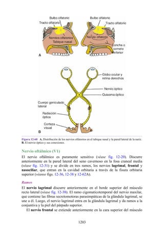 ANATOMIA SNELL 10MA EDICION ESPAÑOL.pdf