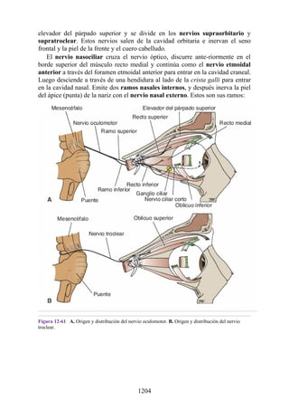 ANATOMIA SNELL 10MA EDICION ESPAÑOL.pdf