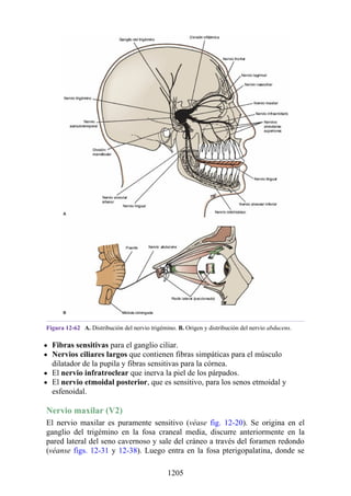 ANATOMIA SNELL 10MA EDICION ESPAÑOL.pdf