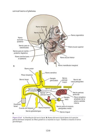 ANATOMIA SNELL 10MA EDICION ESPAÑOL.pdf