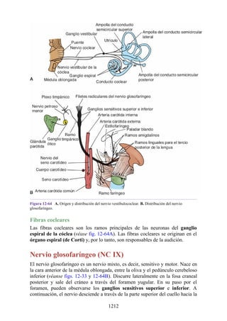 ANATOMIA SNELL 10MA EDICION ESPAÑOL.pdf