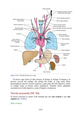 ANATOMIA SNELL 10MA EDICION ESPAÑOL.pdf