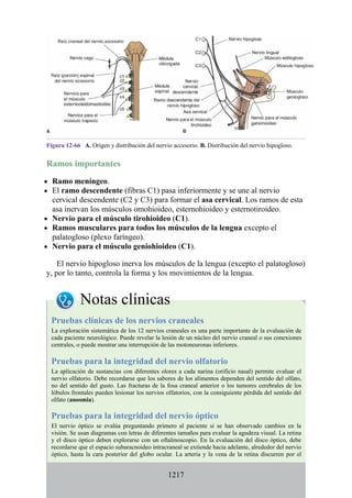 ANATOMIA SNELL 10MA EDICION ESPAÑOL.pdf