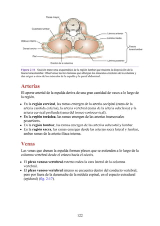 Figura 2-16 Sección transversa esquemático de la región lumbar que muestra la disposición de la
fascia toracolumbar. Obsérvense las tres láminas que albergan los músculos erectores de la columna y
dan origen a otros de los músculos de la espalda y la pared abdominal.
Arterias
El aporte arterial de la espalda deriva de una gran cantidad de vasos a lo largo de
la región.
En la región cervical, las ramas emergen de la arteria occipital (rama de la
arteria carótida externa), la arteria vertebral (rama de la arteria subclavia) y la
arteria cervical profunda (rama del tronco costocervical).
En la región torácica, las ramas emergen de las arterias intercostales
posteriores.
En la región lumbar, las ramas emergen de las arterias subcostal y lumbar.
En la región sacra, las ramas emergen desde las arterias sacra lateral y lumbar,
ambas ramas de la arteria ilíaca interna.
Venas
Las venas que drenan la espalda forman plexos que se extienden a lo largo de la
columna vertebral desde el cráneo hacia el cóccix.
El plexo venoso vertebral externo rodea la cara lateral de la columna
vertebral.
El plexo venoso vertebral interno se encuentra dentro del conducto vertebral,
pero por fuera de la duramadre de la médula espinal, en el espacio extradural
(epidural) (fig. 2-17).
122
 