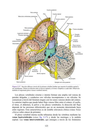 Figura 2-17 Sección oblicua a través de la primera vértebra lumbar que muestra la médula espinal y
sus membranas. Nótese la relación entre el nervio espinal y el tronco simpático a cada lado. Obsérvese
también el importante plexo venoso vertebral interno.
Los plexos vertebrales externo e interno forman una amplia red venosa de
paredes delgadas, y conductos con válvulas incompetentes o sin válvulas. Se
comunican a través del foramen magno con los senos venosos dentro del cráneo.
Lo anterior implica que puede haber flujo venoso libre entre el cráneo, el cuello,
el tórax, el abdomen, la pelvis y los plexos vertebrales; la dirección del flujo
depende de las presiones diferenciales que en un momento determinado haya
entre regiones. Esta característica es de notable relevancia clínica (véase Notas
clínicas sobre cáncer de próstata).
El plexo vertebral interno recibe tributarias desde las vértebras mediante las
venas basivertebrales (véase fig. 2-17) y desde las meninges y la médula
espinal. Las venas intervertebrales, que emergen a través de los forámenes
123
 
