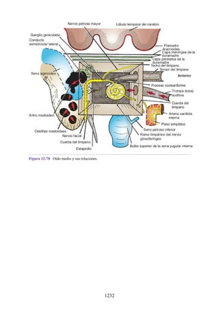 ANATOMIA SNELL 10MA EDICION ESPAÑOL.pdf