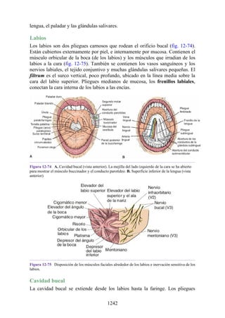 ANATOMIA SNELL 10MA EDICION ESPAÑOL.pdf