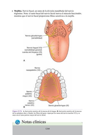 ANATOMIA SNELL 10MA EDICION ESPAÑOL.pdf