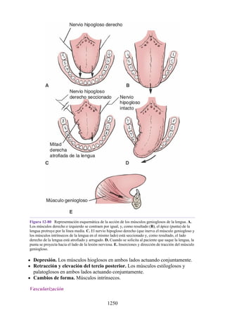 ANATOMIA SNELL 10MA EDICION ESPAÑOL.pdf