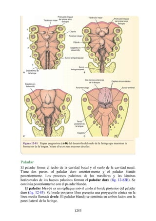 ANATOMIA SNELL 10MA EDICION ESPAÑOL.pdf