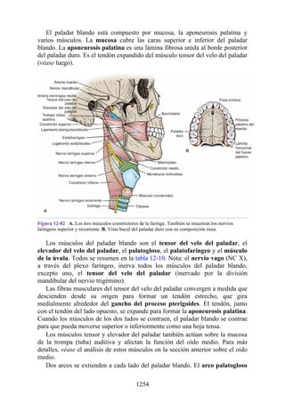 ANATOMIA SNELL 10MA EDICION ESPAÑOL.pdf
