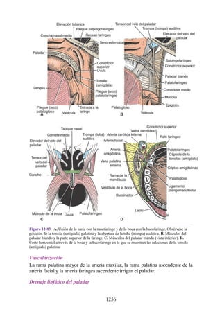 ANATOMIA SNELL 10MA EDICION ESPAÑOL.pdf