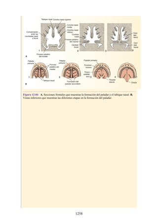 ANATOMIA SNELL 10MA EDICION ESPAÑOL.pdf