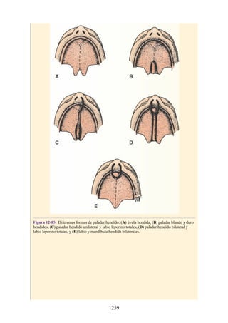 ANATOMIA SNELL 10MA EDICION ESPAÑOL.pdf