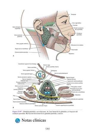 ANATOMIA SNELL 10MA EDICION ESPAÑOL.pdf