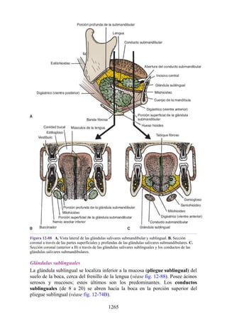 ANATOMIA SNELL 10MA EDICION ESPAÑOL.pdf