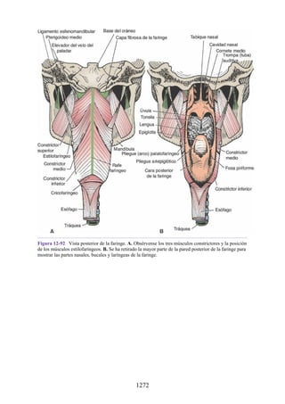 ANATOMIA SNELL 10MA EDICION ESPAÑOL.pdf