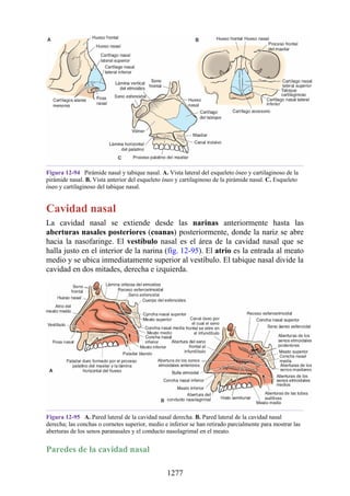 ANATOMIA SNELL 10MA EDICION ESPAÑOL.pdf