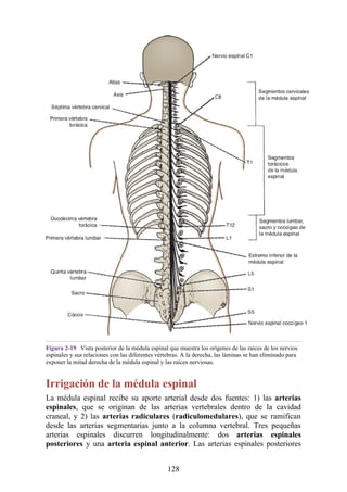 Figura 2-19 Vista posterior de la médula espinal que muestra los orígenes de las raíces de los nervios
espinales y sus relaciones con las diferentes vértebras. A la derecha, las láminas se han eliminado para
exponer la mitad derecha de la médula espinal y las raíces nerviosas.
Irrigación de la médula espinal
La médula espinal recibe su aporte arterial desde dos fuentes: 1) las arterias
espinales, que se originan de las arterias vertebrales dentro de la cavidad
craneal, y 2) las arterias radiculares (radiculomedulares), que se ramifican
desde las arterias segmentarias junto a la columna vertebral. Tres pequeñas
arterias espinales discurren longitudinalmente: dos arterias espinales
posteriores y una arteria espinal anterior. Las arterias espinales posteriores
128
 