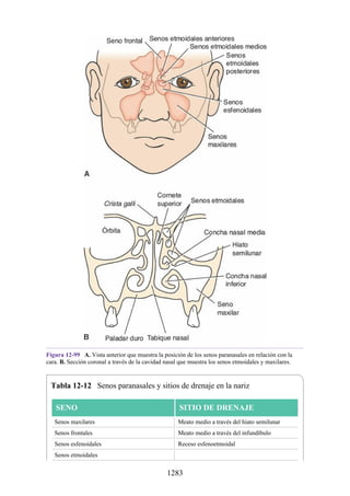 ANATOMIA SNELL 10MA EDICION ESPAÑOL.pdf