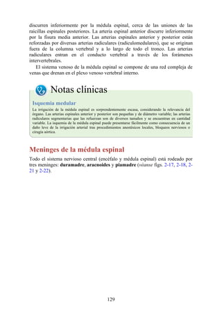 discurren inferiormente por la médula espinal, cerca de las uniones de las
raicillas espinales posteriores. La arteria espinal anterior discurre inferiormente
por la fisura media anterior. Las arterias espinales anterior y posterior están
reforzadas por diversas arterias radiculares (radiculomedulares), que se originan
fuera de la columna vertebral y a lo largo de todo el tronco. Las arterias
radiculares entran en el conducto vertebral a través de los forámenes
intervertebrales.
El sistema venoso de la médula espinal se compone de una red compleja de
venas que drenan en el plexo venoso vertebral interno.
Notas clínicas
Isquemia medular
La irrigación de la médula espinal es sorprendentemente escasa, considerando la relevancia del
órgano. Las arterias espinales anterior y posterior son pequeñas y de diámetro variable; las arterias
radiculares segmentarias que las refuerzan son de diversos tamaños y se encuentran en cantidad
variable. La isquemia de la médula espinal puede presentarse fácilmente como consecuencia de un
daño leve de la irrigación arterial tras procedimientos anestésicos locales, bloqueos nerviosos o
cirugía aórtica.
Meninges de la médula espinal
Todo el sistema nervioso central (encéfalo y médula espinal) está rodeado por
tres meninges: duramadre, aracnoides y piamadre (véanse figs. 2-17, 2-18, 2-
21 y 2-22).
129
 