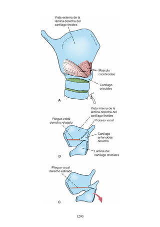 ANATOMIA SNELL 10MA EDICION ESPAÑOL.pdf