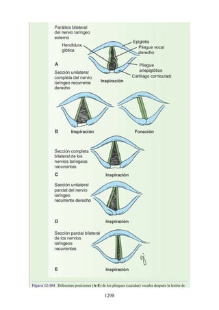 ANATOMIA SNELL 10MA EDICION ESPAÑOL.pdf